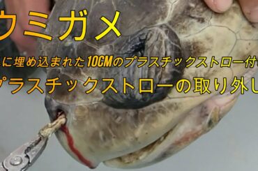 鼻に埋め込まれた10cmのプラスチックストローを備えた海亀 プラスチックストローの除去