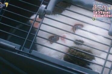 ドラマParavi　おじさまと猫　第4話