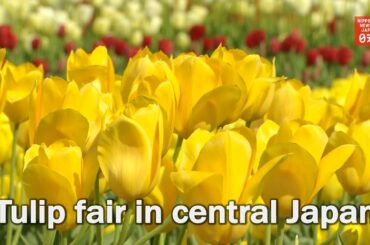 Tulip fair in central Japan