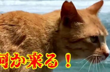 【緊急事態宣言】全員ネコヤギハウスに避難せよ！Fist typhoon on the island