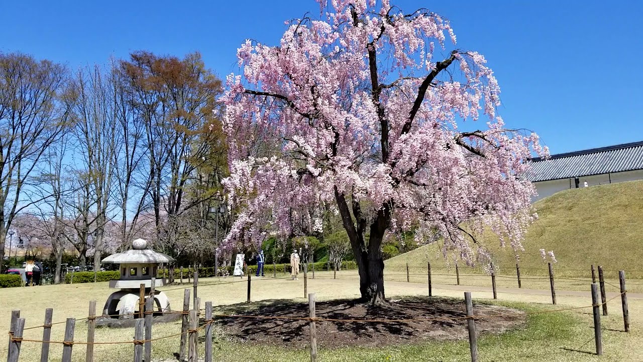 霞城公園の桜　木梨憲武展 Timing －瞬間の光り－山形美術館