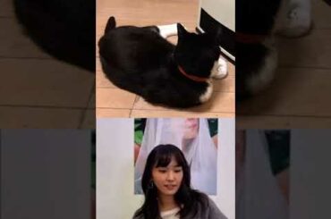 インスタライブ新垣結衣見知らぬ猫乱入するも油断してしまう Yayafa インスタライブ新垣結衣見知らぬ猫乱入するも油断してしまう Yayafa