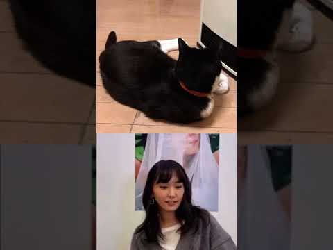 インスタライブ 新垣結衣 見知らぬ猫 乱入するも油断してしまう Yayafa インスタライブ 新垣結衣 見知らぬ猫 乱入するも油断してしまう Yayafa