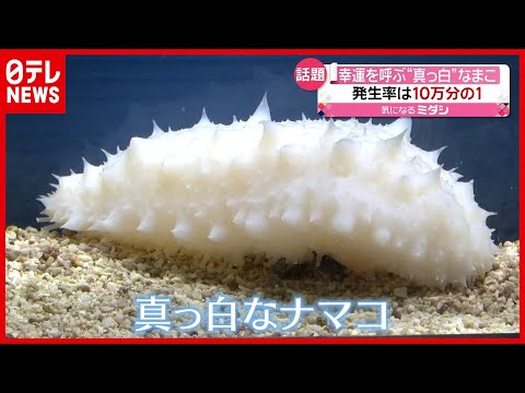 発生率は10万分の1…真っ白な「ナマコ」幸運呼ぶ!?(2021年2月2日放送「news every.」より) 発生率は10万分の1…真っ白な「ナマコ」幸運呼ぶ!?(2021年2月2日放送「news every.」より)