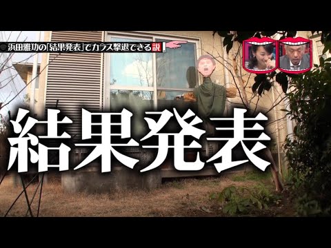 水曜日のダウンタウン ハマダー生存説 浜田雅功の 結果発表 でカラス撃退できる説 Yayafa