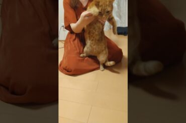 【休日日記37】#shorts 猫 れん ホットリミット 西川貴教 踊ってみた HOTLIMIT ダンス#ショート動画（3匹のゆる～い日常（Loose daily life of three cats