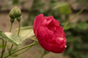 美しき五月に　歌曲集「詩人の恋」より（R.Schumann/ 堀内敬三訳詞Ver.)