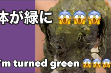 【トイプードル】【変異種】シルバープードルが珍奇なミドプーになった⁉︎ 【Toy poodle】【Mutation】Silver turned into a rare green poodle!?