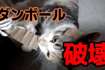 可愛いく荒ぶる猫。Cute and rough cat. 227 #nanami #進めーねこにゃん