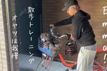 【Emmaチャレンジ‼️】愛犬を散歩する時に引っ張りで悩んでる人は必見です！  #トイプードル生活#宇野昌磨#宇野樹#Uno1ワンチャンネル#ドッグトレーニング