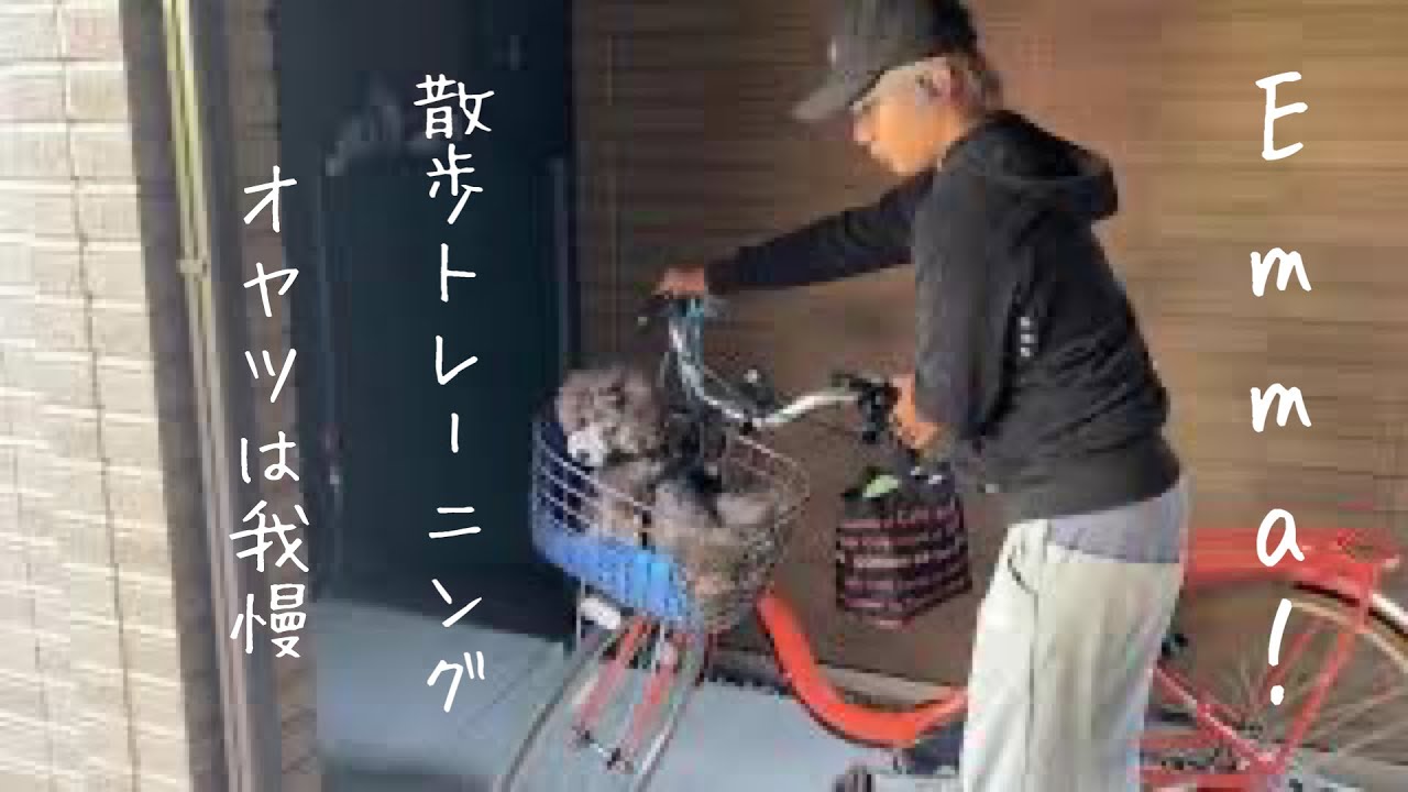 【Emmaチャレンジ‼️】愛犬を散歩する時に引っ張りで悩んでる人は必見です！  #トイプードル生活#宇野昌磨#宇野樹#Uno1ワンチャンネル#ドッグトレーニング