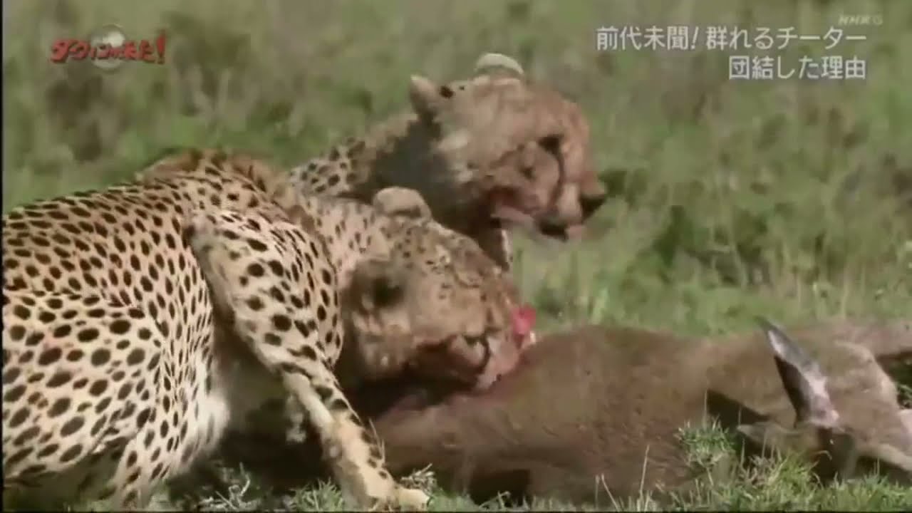 ダーウィンが来た！ 2021年5月１1日 「新生活様式！？群れるチーター」 #4