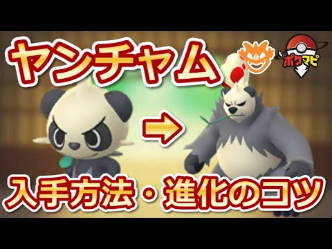 ポケモンgo ヤンチャムの入手方法は ゴロンダへの進化のコツや 注意点まとめ フェアリーレジェンドx Y Yayafa