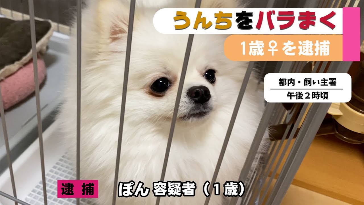 【悲報】ひな祭りに飼い主の寝室にうんちをばら撒いて逮捕されたポメラニアン【ポメラニアンニュース】