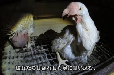 PETAは、東京オリンピック組織委員会へ、中止を求めます