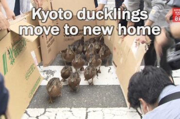 Kyoto ducklings move to new home