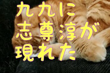 九九に志尊淳が現れた、スコティッシュの癒しと共に。おもしろ動画