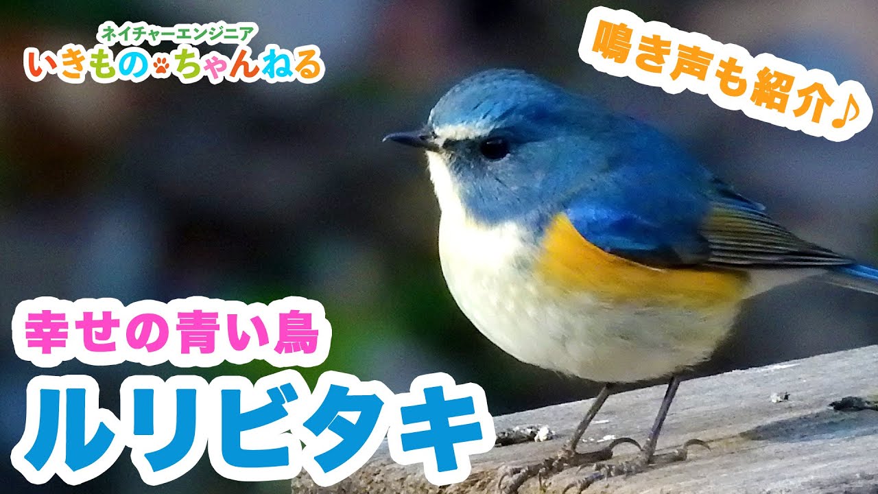 ルリビタキ – 青い羽を持つ美しいヒタキ!鳴き声も紹介