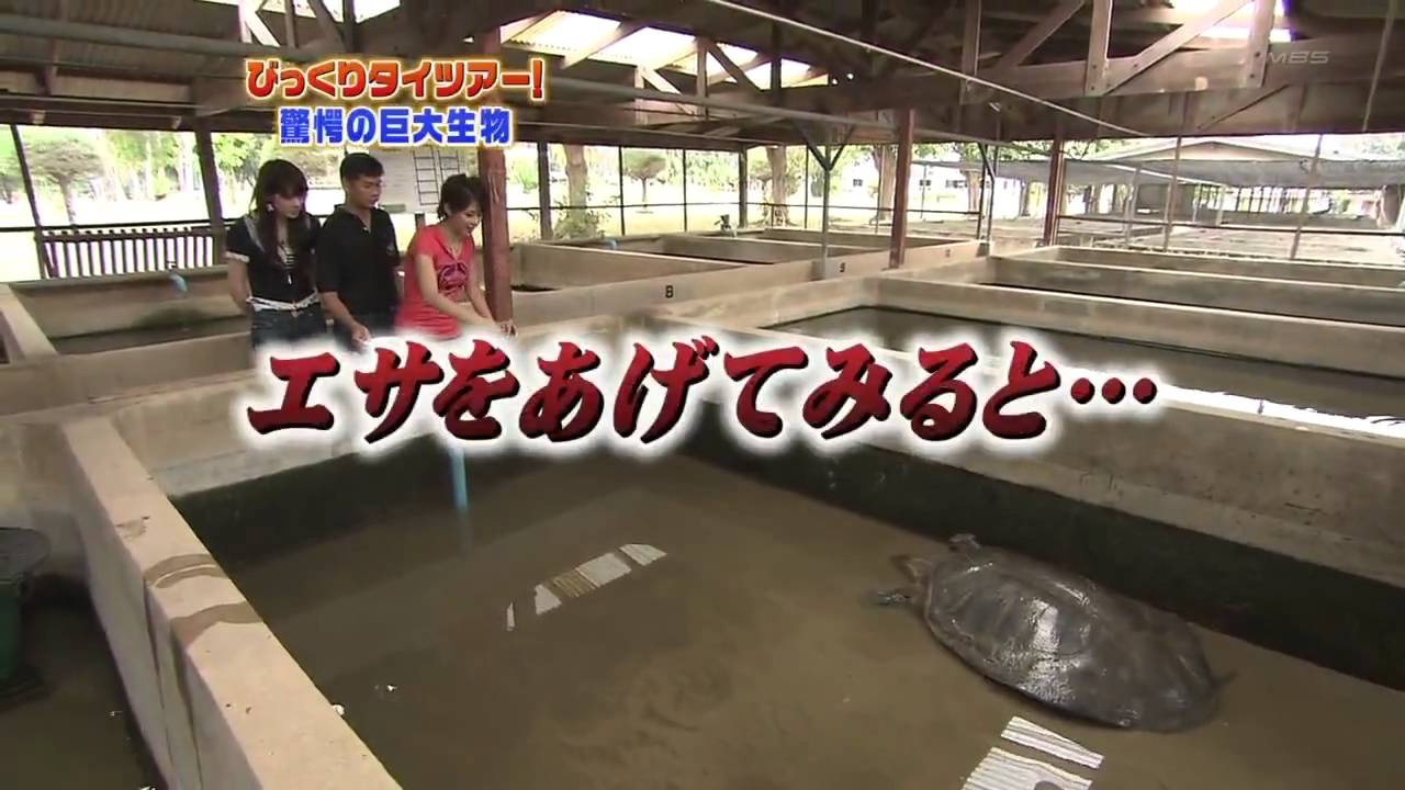 相沢真紀・堀越のり – タイツアー その3