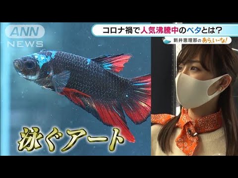 コロナ禍で人気の“ベタ” 新井恵理那も愛着わき・・・【あらいーな】(2021年1月20日)