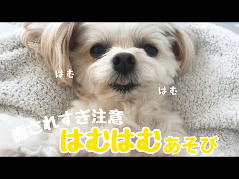 癒されすぎ注意!愛犬チワプーとのはむはむ遊び