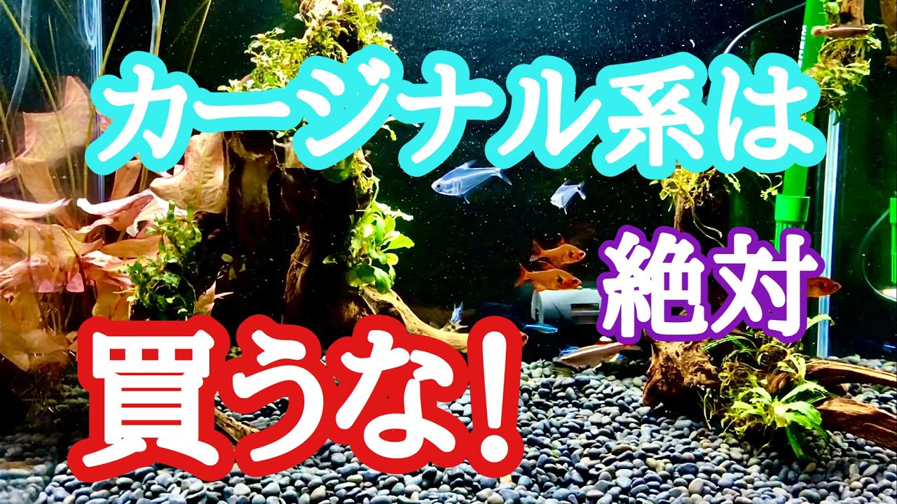 カージナル系テトラは絶対オススメしません。 #アクアリウム #熱帯魚