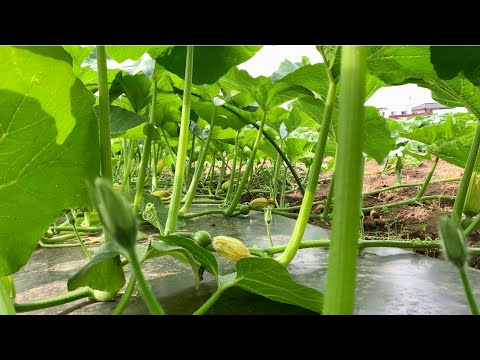 カボチャ栽培 大きなカボチャを収穫するための花合わせ作業 20/5/25