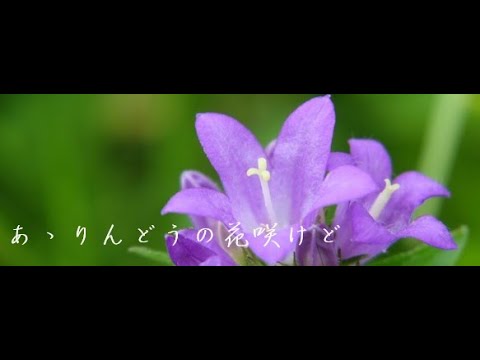 あゝりんどうの花咲けど/Cover by 来夢来人 (オリジナル/舟木一夫)