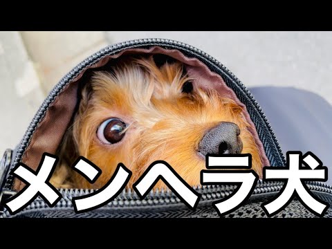 共依存 1秒たりとも離れたくないメンヘラ犬 Yayafa