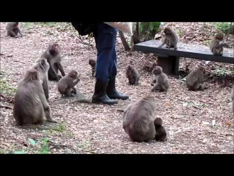 高崎山 登山道でのおサルたち 19 5 29 Yayafa