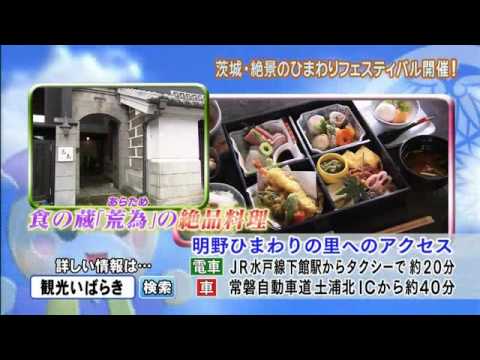 磯山さやかの旬刊!いばらき『ひまわりフェス』ダイジェスト版