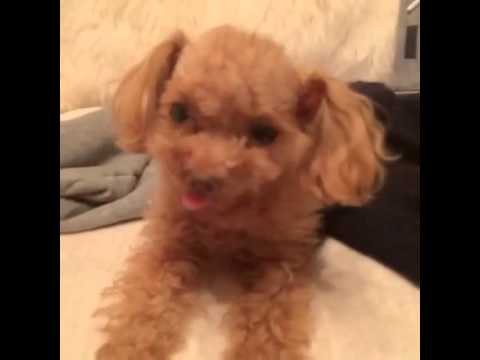 【小嶋陽菜 Instagram】 131130 AKB48 Kojima Haruna