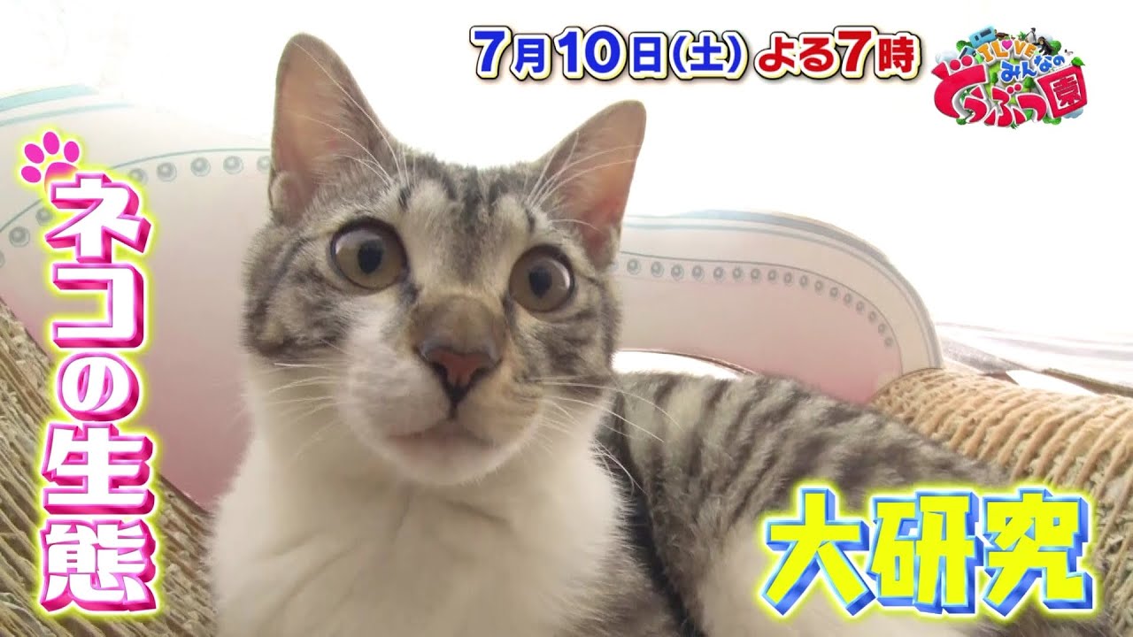 「I LOVE みんなのどうぶつ園」7月10日土曜よる7時放送!猫SP第2弾に真木よう子!かまいたち山内プレゼンツ激推し猫動画も!林遣都、中川大志は猫部を結成!猫の生態を大研究!