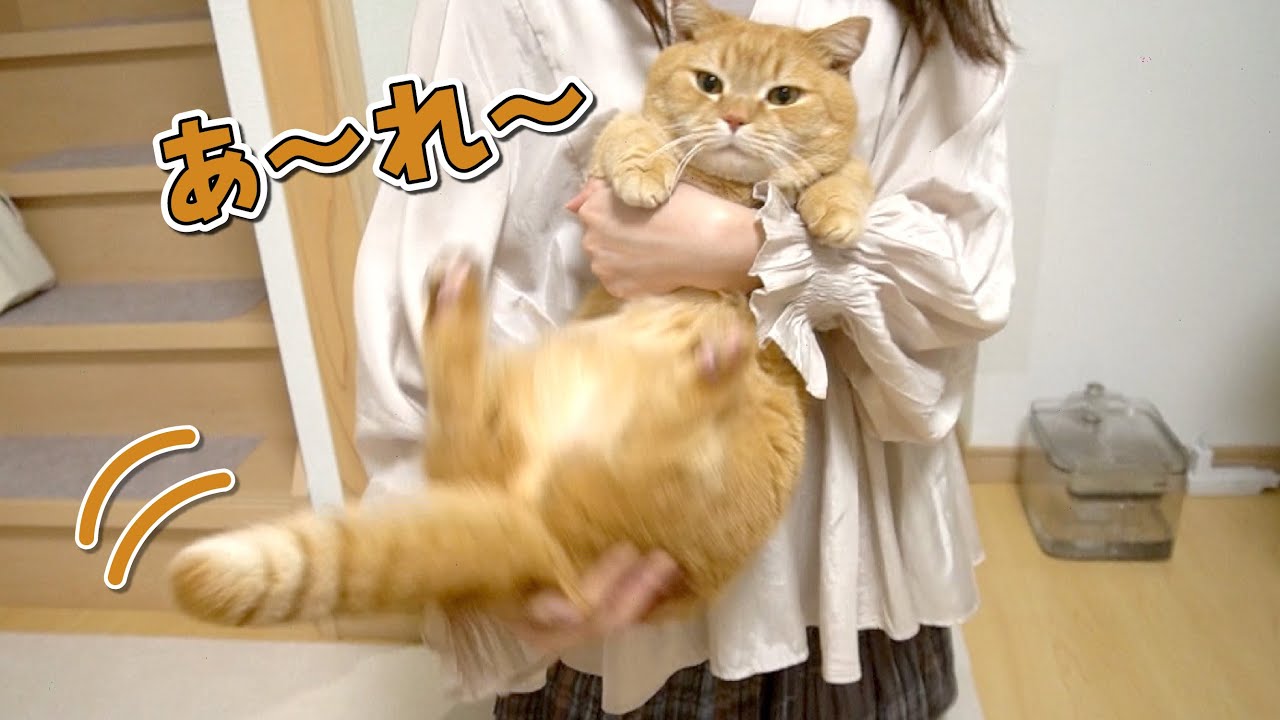 お出迎えをサボっちゃう猫は時間の大切さを身をもって知ってもらいます!