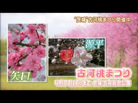 磯山さやかの旬刊!いばらき『古河桃まつり』ダイジェスト版