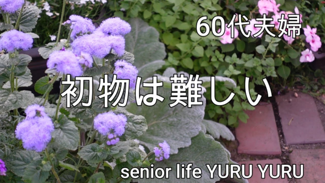 【シニアライフ】男爵いものガレットに初挑戦、娘と大吉、収穫したカシスでジャム作り、アジサイの庭へ