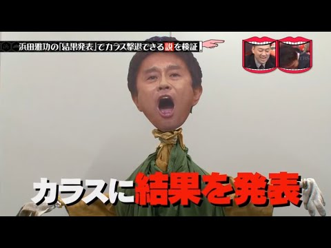 水曜日のダウンタウン 浜田雅功の 結果発表 でカラス撃退できる説 Yayafa 水曜日のダウンタウン 浜田雅功の 結果発表 でカラス撃退できる説 Yayafa
