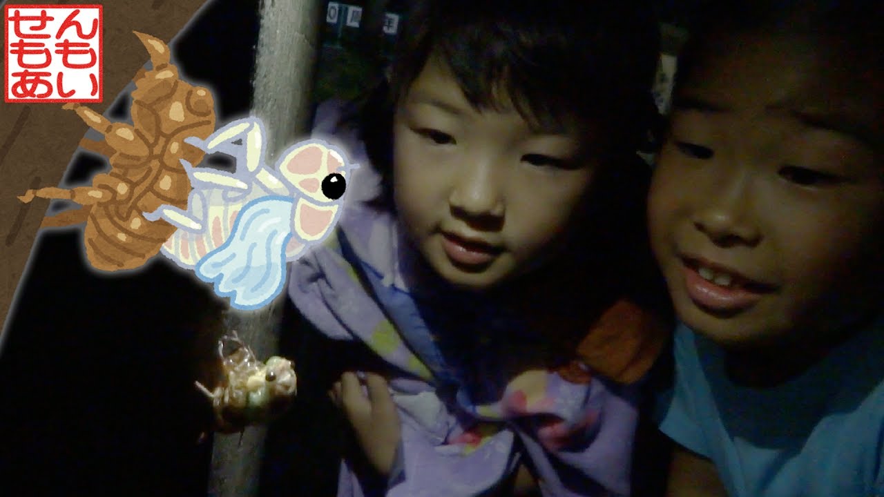 せんももセミの羽化を観察する Cicada Emerging