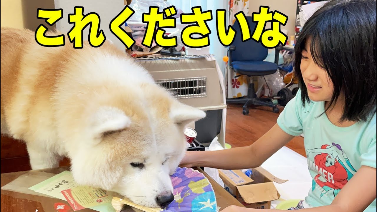待ってました!これくださいな♪秋田犬そうすけ君のお昼【VLOG】