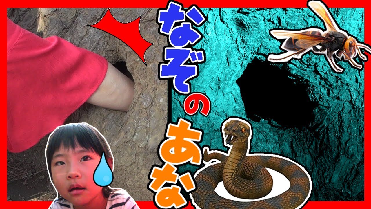 ハチの巣?ヘビ?ナゾのあなに手を入れてみたら…でてきたものは…!ふたりはなかよし♪