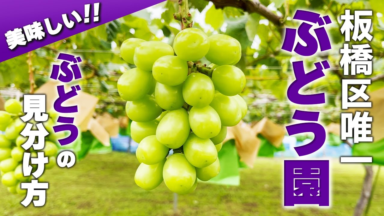 板橋区にぶどう狩りのできるぶどう園があった!【さんぶどう園】