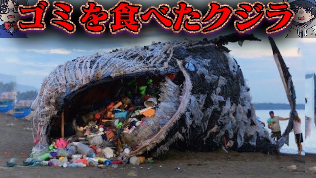 【衝撃】海のゴミを食べて死んだクジラ