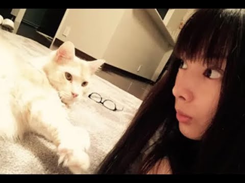 猫画像 北川景子さんのペットのジル Jill Cute Funny Crazy Cats Compilation Yayafa 猫画像 北川景子さんのペットのジル Jill Cute Funny Crazy Cats Compilation Yayafa