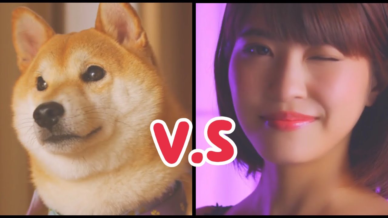 『日本廣告』柴犬vs日本性感寫真女星「岸明日香」繃出火花!?日本焼酎-鍛高譚//中文字幕