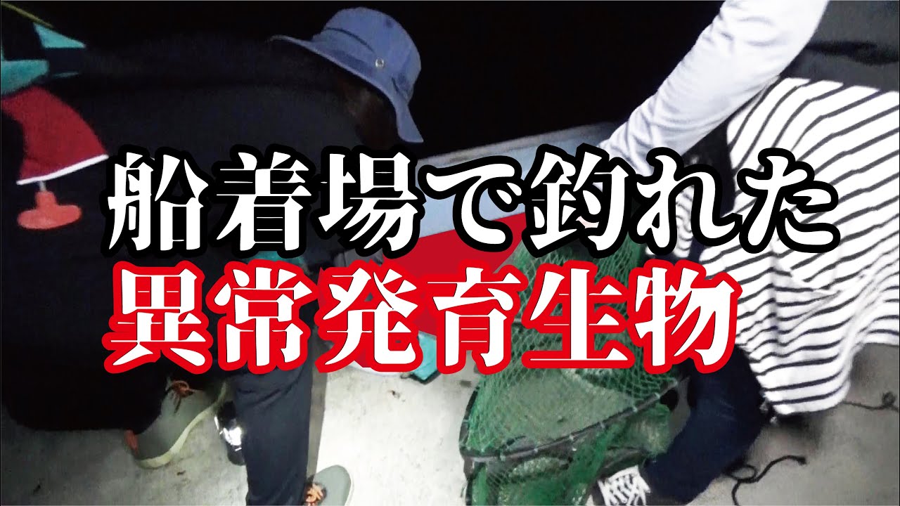 深夜の船着場で釣れた生物は異常なまでにでかかった【一生に一度の怪物】