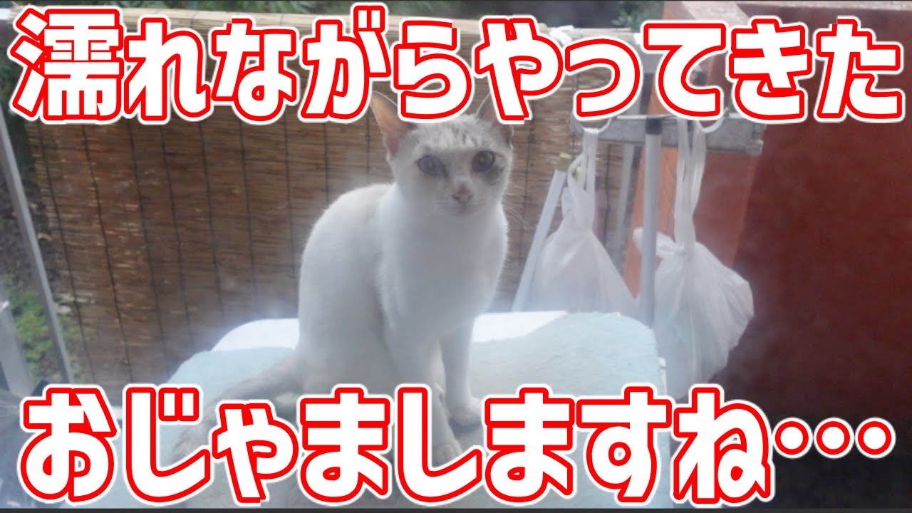 台風接近大雨の中で助けを求めて雨宿りする野良猫たち