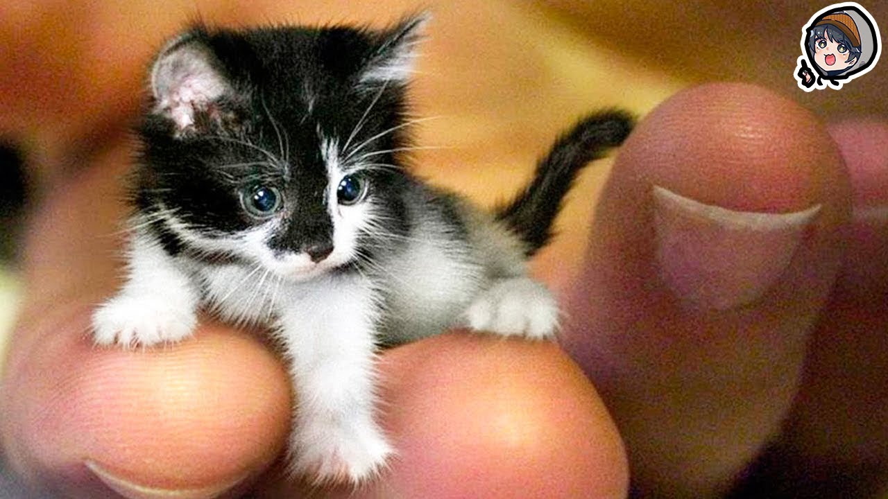 【極小】世界の小さすぎるネコがヤバい