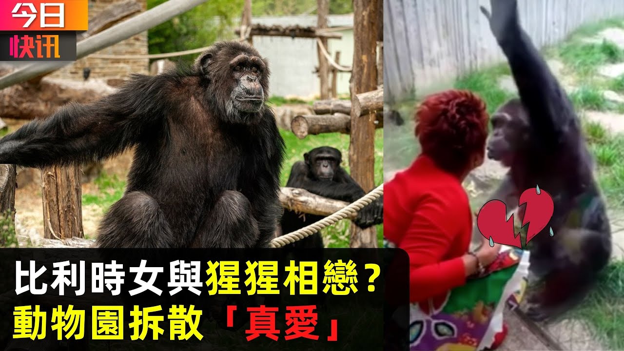 比利時女與猩猩相戀?動物園拆散「真愛」
