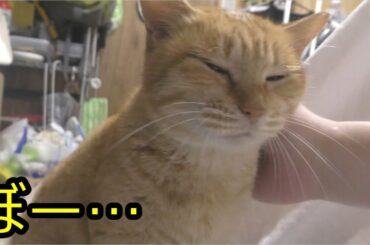 ねこ南瓜 - YAYAFA