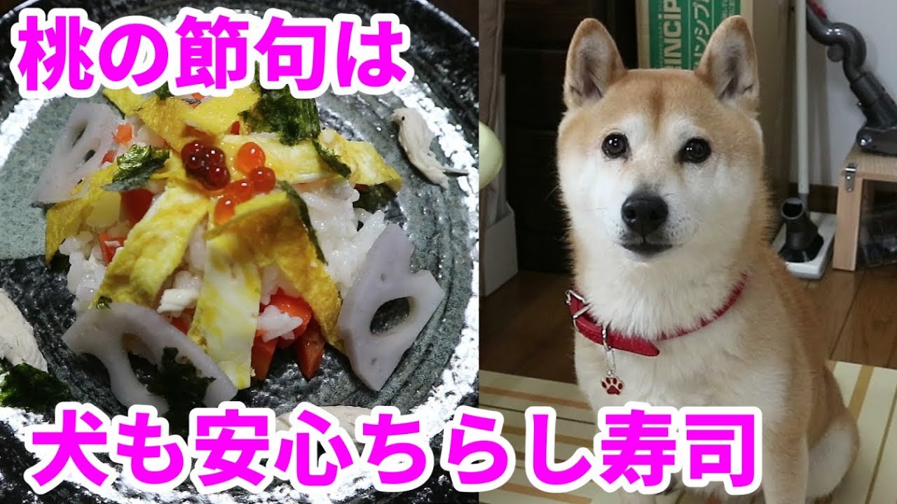 柴犬小春 犬用ちらし寿司でひな祭り&新しい首輪